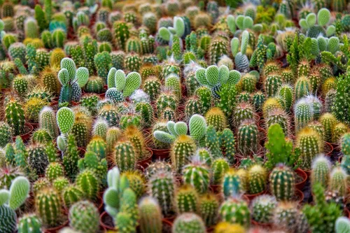 Mezcla de semillas de cactus - 100 semillas - Enviados desde Iowa, EE. UU. - Cultivar cactus exóticos