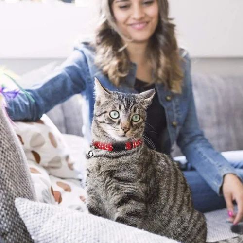 Vista 7 de 6 collares de gato separables con campana, luna dorada y estrella brillante en la oscuridad para gatito