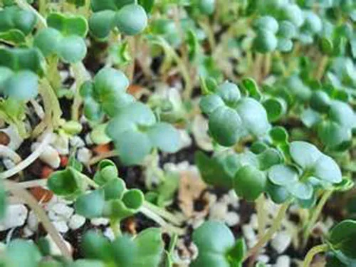 Vista 5 de Hierba de trigo rojo duro sin OMG, brotes germinantes de hierba de trigo Microgreens. (4 onzas de semilla pura). Marca Country Creek LLC.