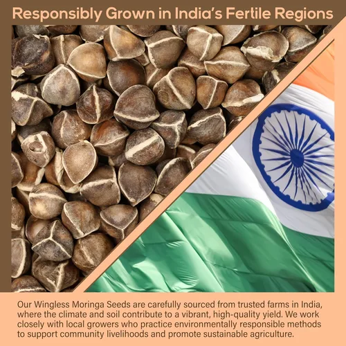 Vista 4 de Moringa Seeds sin alas, 16 onzas / 1 libra, variedad PKM1, aperitivos comestibles, plantación, Moringa Oleifera, Malunggay, Semillas de Moringa