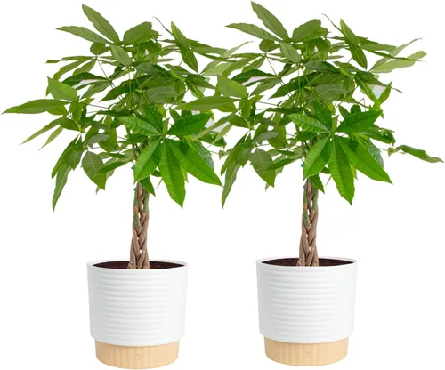 Vista 15 de Costa Farms Árbol del Dinero Pequeño Fácil de Cultivar Planta Viva