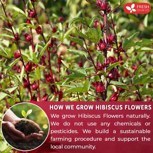 Vista 244 de FreshDrinkUS, 135 bolsas de té de jengibre y cúrcuma premium, ingredientes 100% naturales, mezcla hecha a mano de té de hierbas de cúrcuma