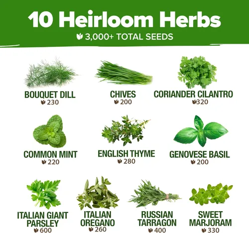 Vista 3 de Bóveda de 10 semillas de hierbas culinarias - Semillas criollas y sin transgénicos – Más de 3000 semillas para plantar en jardín de hierbas exterior