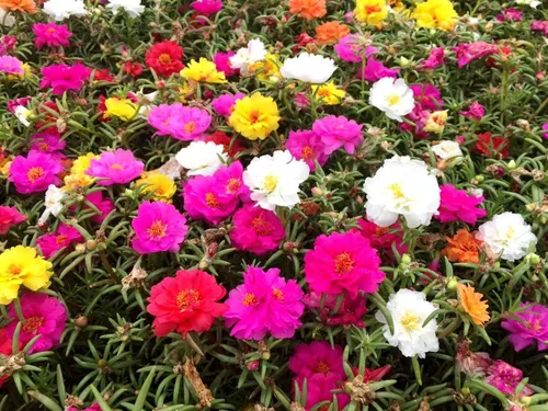 Vista 8 de Portulaca Grandiflora Seed Mix Garden Verdolaga Doble Flor Musgo Rosa Alrededor de 500 Semillas