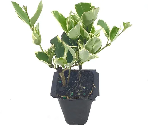 Vista 2 de Ligustrum Japonicum Jack Frost Privet - 20 plantas vivas - Seto de hoja perenne abigarrado