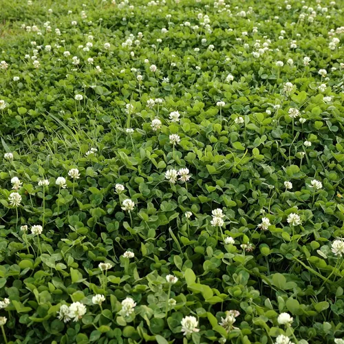 Vista 2 de Outsidepride Semilla de trébol holandés blanco perenne con semilla de trébol miniatura, 2 libras de semillas de trébol inoculadas nitrocubiertas