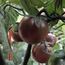 Vista 12 de Generic Semillas frescas de la flor de la rosa 100pcs para plantar rosa bebé