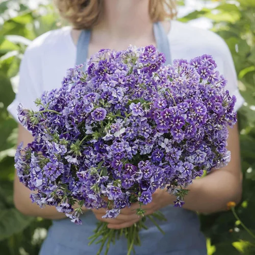 Vista 6 de Eden Brothers Semillas anuales Phlox - Beauty Blue