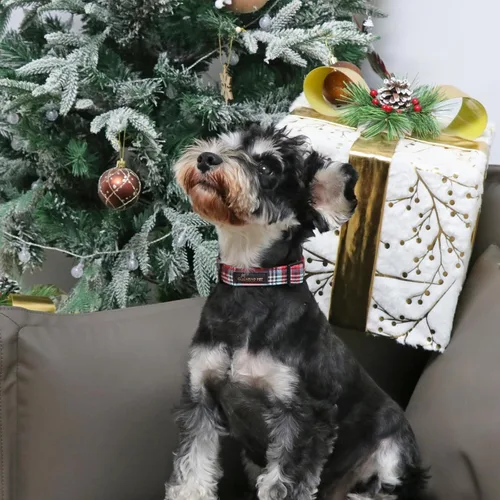 Vista 45 de Aring Pet Collar de algodón, ligero y ajustable, con hebilla de liberación rápida para perros pequeños, medianos y grandes, para cachorros, XS