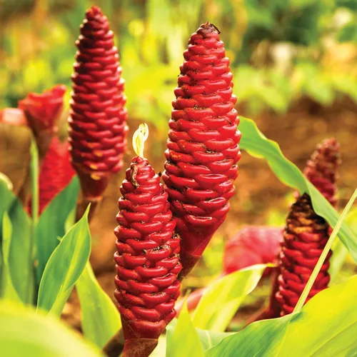 Vista 5 de Zingiber Zingiber Zerumbet - 4 raíces de jengibre para plantar, bulbos de flores de lirio de jengibre rojo, raíces de piña comestibles, 1 año de edad