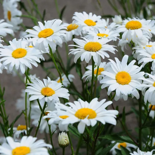 Vista 6 de Outsidepride Shasta Daisy - Semillas de crisantemo – 1/4 libras a prueba de ciervos perennes, tolerantes a la sequía, semillas de flores silvestres