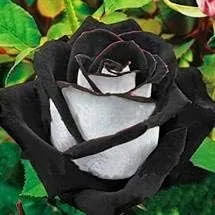 Vista 15 de Generic Semillas frescas de la flor de la rosa 100pcs para plantar rosa bebé