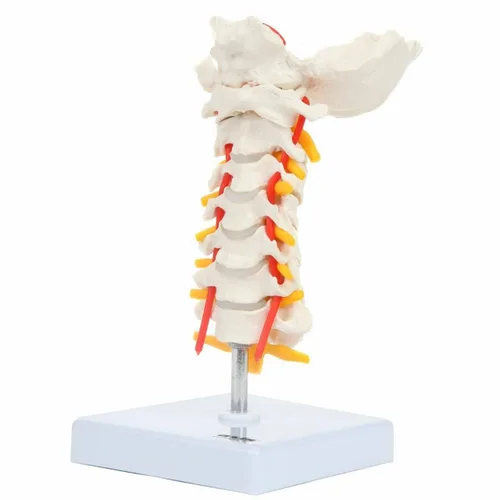 Vista 6 de Axis Scientific Modelo de vértebra cervical con nervios y arterias espinales Puntos de referencia óseos detallados de la columna cervical