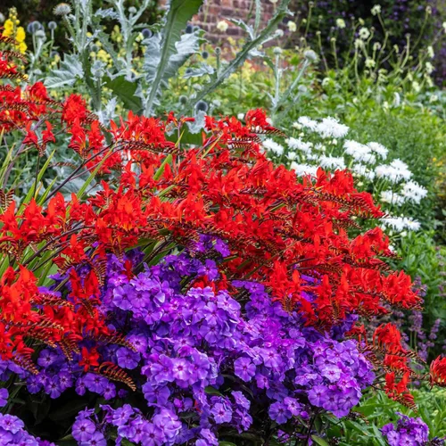 Vista 4 de Eden Brothers Semillas anuales Phlox - Beauty Blue