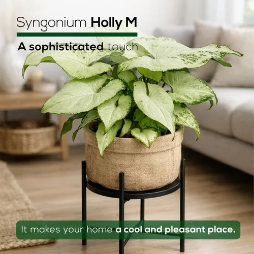 Vista 5 de Syngonium Holly M (paquete de 4) plantas de inicio vivas, plantas de interior de vid de punta de flecha abigarradas, plantas tropicales