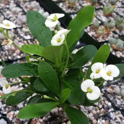 Vista 5 de Euphorbia - Planta de corona de espinas, planta viva suculenta perenne para interiores y exteriores, 4 a 7 pulgadas (blanco)