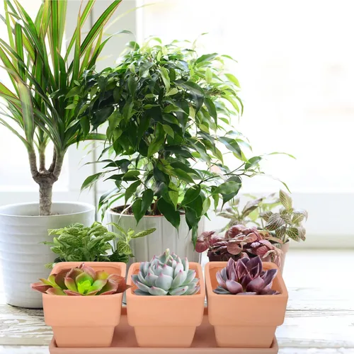 Vista 4 de Yardwe 3 macetas de arcilla de terracota cuadradas de cerámica para cactus de cerámica, macetas para suculentas, macetas de vivero, macetas