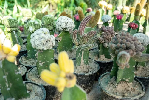 Vista 7 de HADIZ Juego de dos piezas de pinzas de jardín de acero inoxidable con pinzas de punta curvada para jardinería de cactus y suculentas (curvas)