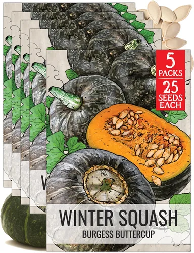 Vista 14 de Seed Needs, Burgess Buttercup - Semillas de calabaza de invierno, 25 semillas tradicionales para plantar Cucurbita Pepo, sin OMG y sin tratar