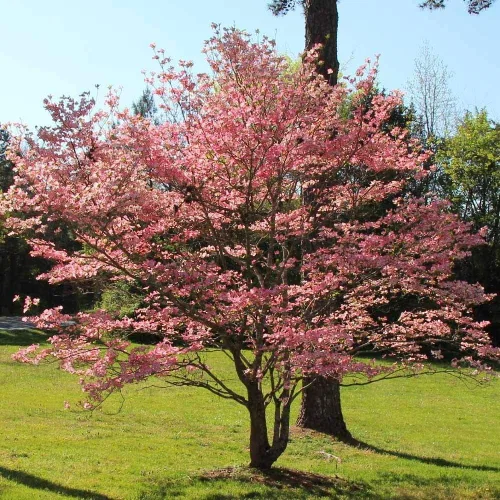 Vista 2 de Brighter Blooms - Árbol de cornejo rojo, 3-4 pies - No hay envío a AK, AZ, FL, HI