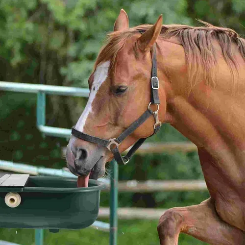 Vista 6 de Recipiente automático de agua, bebedero para ganado para ganado, perro, caballo, cabra, oveja, cuenco de agua potable para animales al aire libre