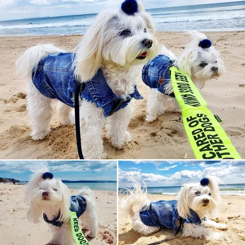 Vista 4 de Chaqueta de mezclilla Brocarp para perro, chaleco con solapa de denim azul, camiseta disfraz, ropa linda para perritos y gatitos, ropa cómoda