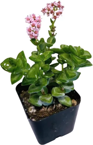 Vista 17 de Plantas de cactus suculentas vivas de USKC (maceta de 2 pulgadas) (Adromischus Maculatus)