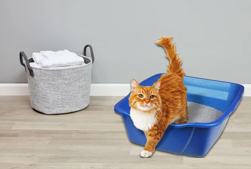 Vista 4 de Van Ness - Bandeja pequeña para arena, colores surtidos.