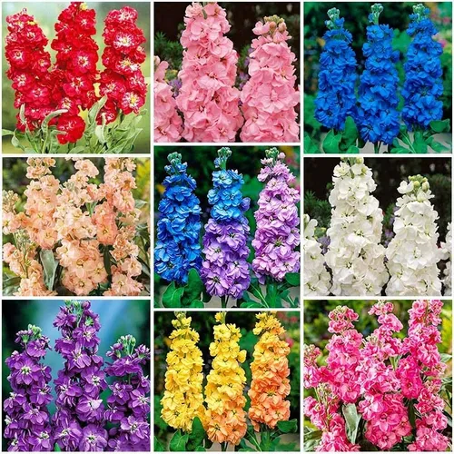 Más de 290 semillas de flores mixtas de Matthiola para plantar al aire libre, mezcla de Matthiola Incana, planta para jardín y hogar sin OMG