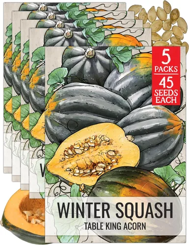 Vista 15 de Seed Needs, Burgess Buttercup - Semillas de calabaza de invierno, 25 semillas tradicionales para plantar Cucurbita Pepo, sin OMG y sin tratar