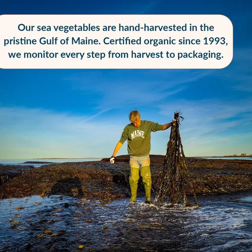Vista 5 de Maine Coast Sea Vegetables Alaria Orgánica de Hoja Entera (Wild Atlantic Wakame) Algas Marinas Secas Orgánicas Certificadas Ricas en Nutrientes