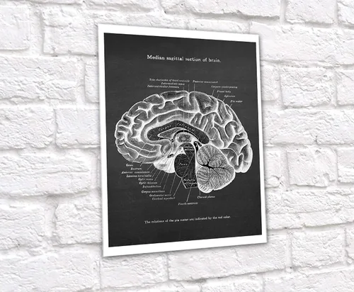 Vista 4 de Neuroscience Art set de 6 impresiones sin marco de anatomía del cerebro humano