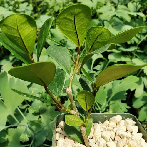 Vista 8 de Ficus triangularis