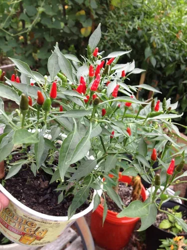 Vista 6 de Pimienta,Siling Labuyo,(10 Semillas) Filipino Bird's Eye Chili Muy Raro,Super Caliente!