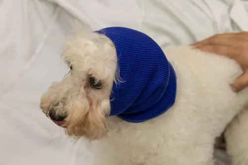 Vista 7 de Paquete de 2 envolturas para las orejas sin solapa, sudaderas calmantes para perros, cubiertas calmantes para las orejas sin solapa, cubiertas