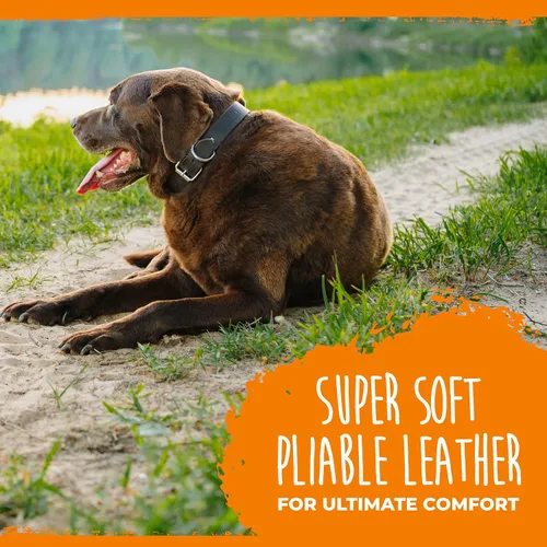 Vista 4 de Collar de perro de cuero Mighty Paw - Cuero genuino envejecido - Hebilla de metal fuerte - Comodidad máxima - Estilo moderno para todas las razas